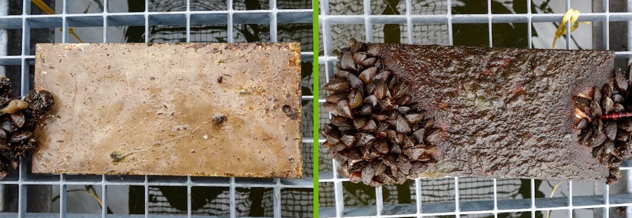 左：AGXXを添加してラッカー塗装したもの、 右：未処理