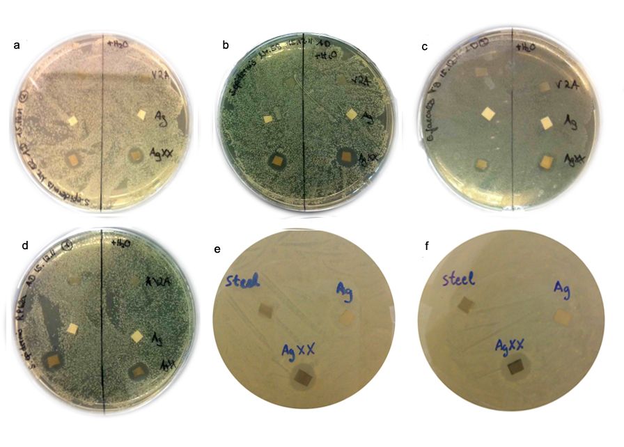 (a) 表皮ブドウ球菌No. 52 (b) 表皮ブドウ球菌No. 58 (c) エンテロコッカス・フェカリスT9 (d) 表皮ブドウ球菌RP62-A (e) 表皮ブドウ球菌239891 (f) 表皮ブドウ球菌214627-A